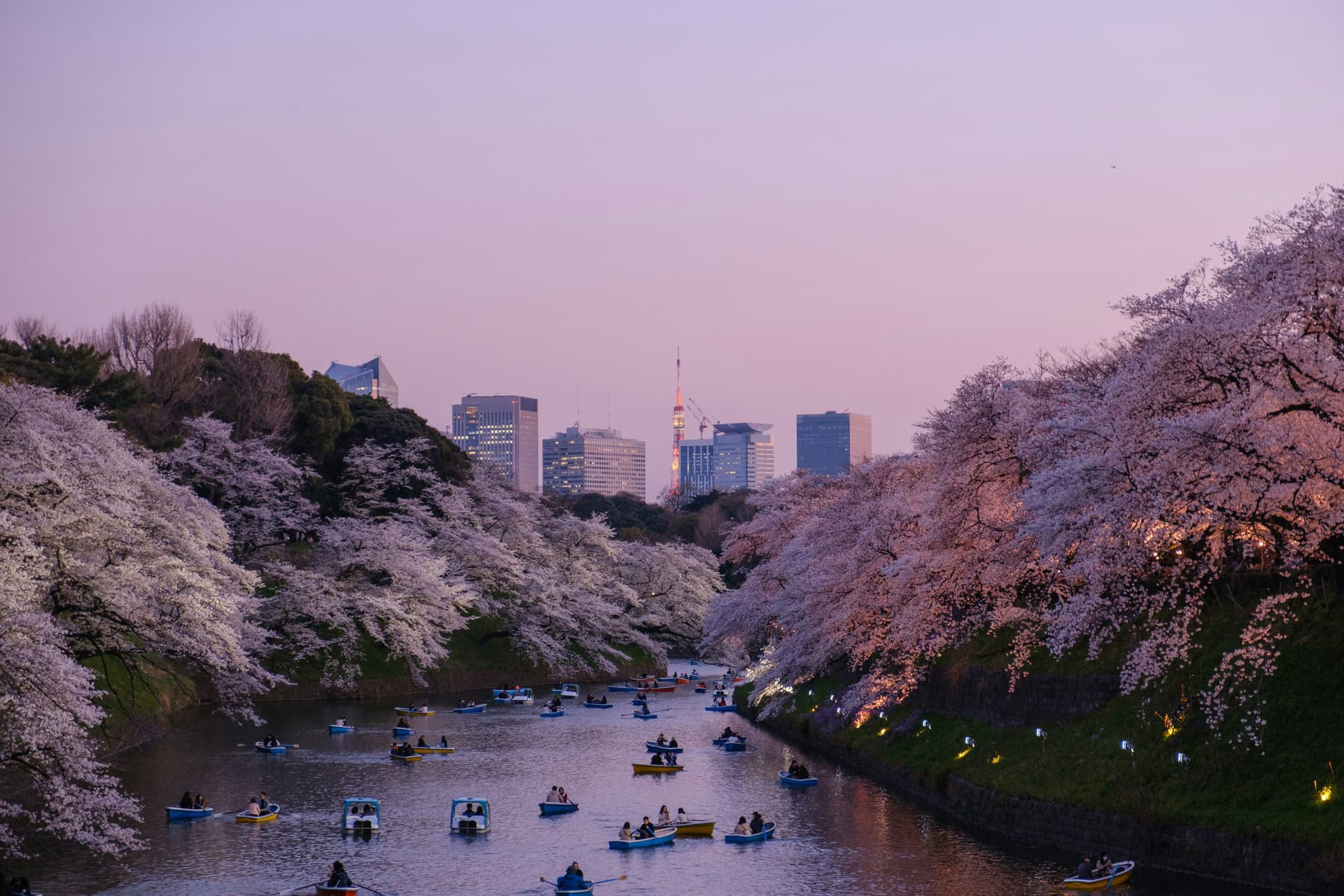 Teacher enjoying cherry blossoms in Japan